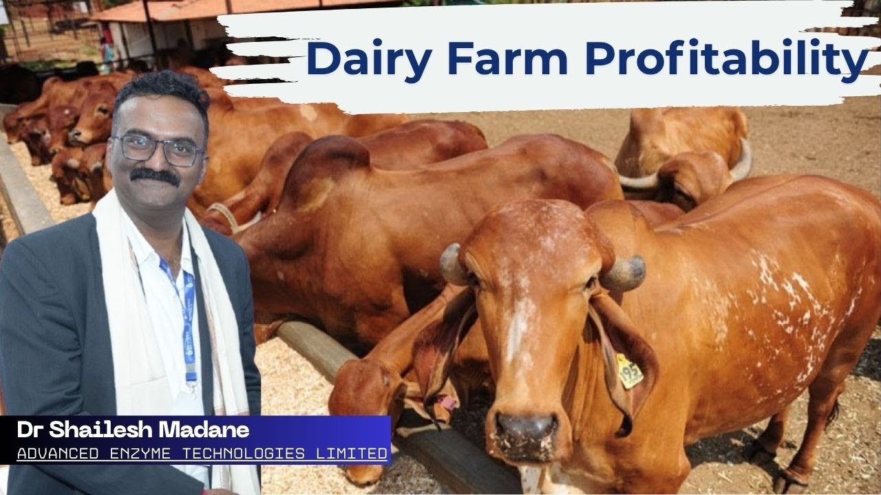Importance of Animal Health in Dairy Profitability